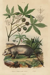Opossum de Virginie, Didelphis virginiana 1, et manioc ou yuca, Manihot esculenta 2