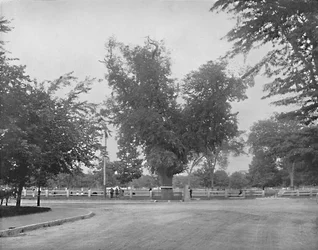 Washington Elm, Cambridge, Massachusetts, c1897
