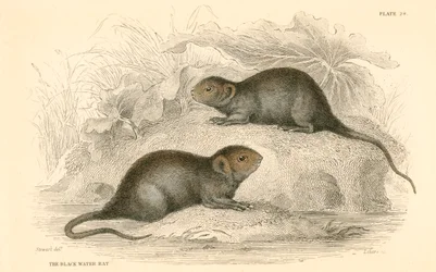 Campagnol aquatique Arvicola terrestris, également connu sous le nom de rat d