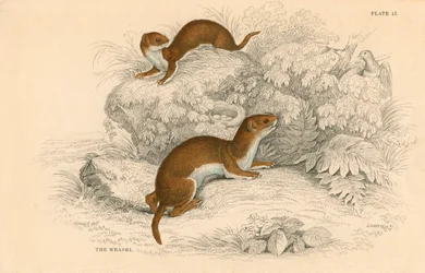 Belette Putorius nivalis, le plus petit carnivore européen, 1828