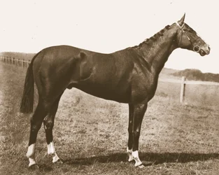 Coq de clocher, 1911