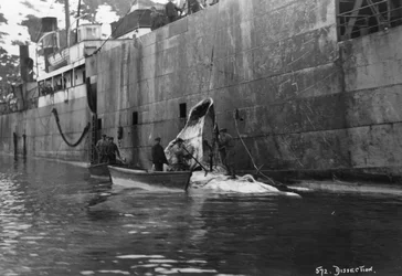Chasse à la baleine, Baie de Magdalene, Spitzberg, Norvège, 1929