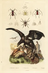 Pygargue à queue blanche, Haliaeetus albicilla 5, et proie, araignée aquatique, Argyroneta aquatica 1, coléoptères Purpuricenus 2