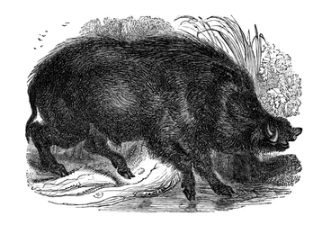 Sanglier, 1848