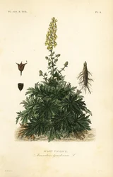 Aconit tue-loup, Aconitum lycoctonum