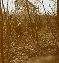 Bois, c1914-c1918