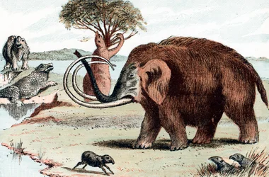 Mammouth laineux Mammuthus, 1892