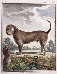 Chien croisé