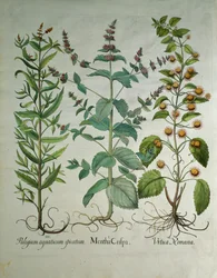 Menthe : Mentha crispa