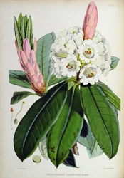 Rhododendron : Argenteum, de 