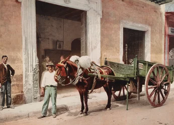 Chariot à mule à La Havane conduit par un vendeur