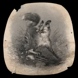 Un renard à l