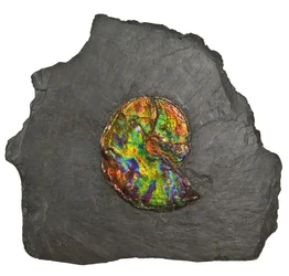 Un grand ammonite irisé, du Canada