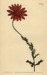 Marguerite africaine ou Arctotis glutinosa