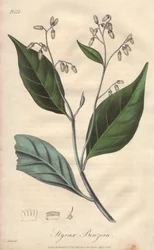 Aliboufier ou styrax (Styrax benzoin) - Illustration de “Botanique médicale, description des plantes médicinales de Londres, Édimbourg et Dublin” par John Stephenson et James Morss Churchill