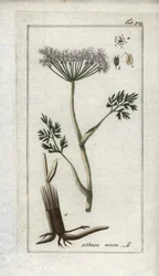 Cerfeuil alpin ou fenouil des montagnes (Meum athamanticum)