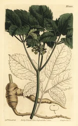 Ginseng américain, Panax quinquefolius