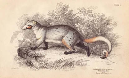 Paradoxure américain, Paradoxurus dubius. D