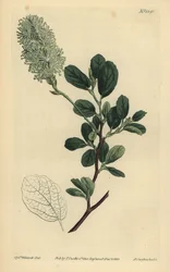 Fothergilla gardenii