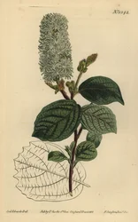 Hamamélis américain, Fothergilla gardenii