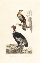Condor des Andes et caracara huppé