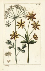 Anis ou anis étoilé, Pimpinella anisum