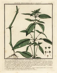 Mercuriale annuelle, Mercurialis annua