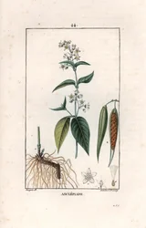 Asclépiade ou herbe à la ouate ou herbe aux perruches - Gravure par Lambert fils, d