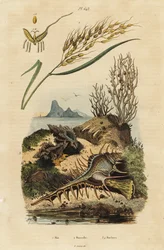 Riz asiatique, murex peigne de Vénus et Hexaplex angularis
