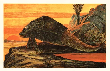 Asterolepis cornutus, espèce éteinte de poisson cuirassé. 1908