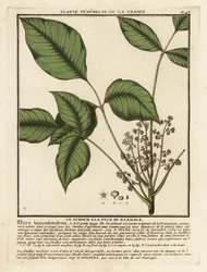 Chêne empoisonné atlantique, Toxicodendron pubescens