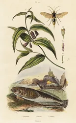 Stargazer atlantique, guêpe de bois et cloches de fée chinoises