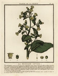 Tabac aztèque, Nicotiana rustica