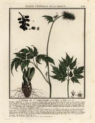 Actée en épi, Actaea spicata