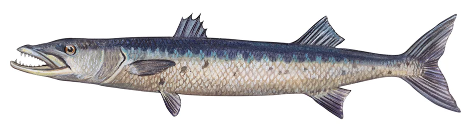 Barracuda - Grand barracuda (Sphyraena barracuda)