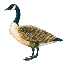 Bernache du Canada (Branta canadensis)