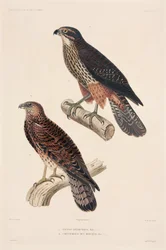 Oiseaux de proie