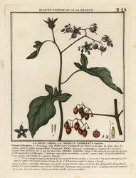 Morelle douce-amère, Solanum dulcamara.