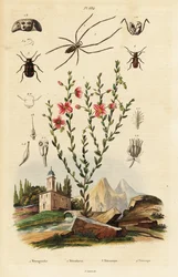 Rudbeckie hérissée, araignée et scarabée.