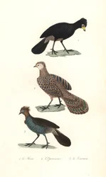 Hocco noir, éperonnier gris et ortalide.