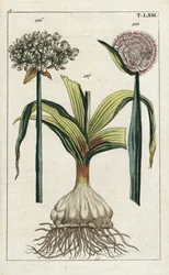 Ail noir, Allium nigrum 186, et oignon, Allium cepa, bulbe 187 et fleur 188. Gravure sur cuivre coloriée à la main d