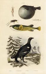Grand tétras, poisson-globe et criquet