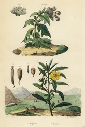 Jusquiame noire, Hyoscyamus niger 1, et ludwigie du Pérou, Ludwigia peruviana 2