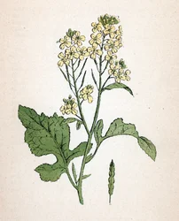 Moutarde noire (Brassica nigra) Planche botanique de l