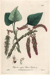 Peuplier noir ou franc, liard ou piboule (Populus nigra) - Planche botanique de Isaac Russell, gravée par Charles Matthews, tirée de « Phénomènes botaniques anglais » de William Baxter (1788-1871)