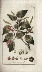 Plat de poivre noir (Piper nigrum)