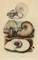 Escargot de lune, Neverita didyma 1, nautile croûteux, Nonion umbilicatulum 2, et nautile à chambres, Nautilus pompilius 3,4