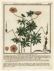 Géranium sanguin, Geranium sanguineum