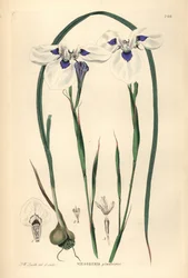 Moraea aristata aux yeux bleus