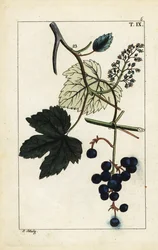 Raisins bleus sur vigne, Vinis vitifera
